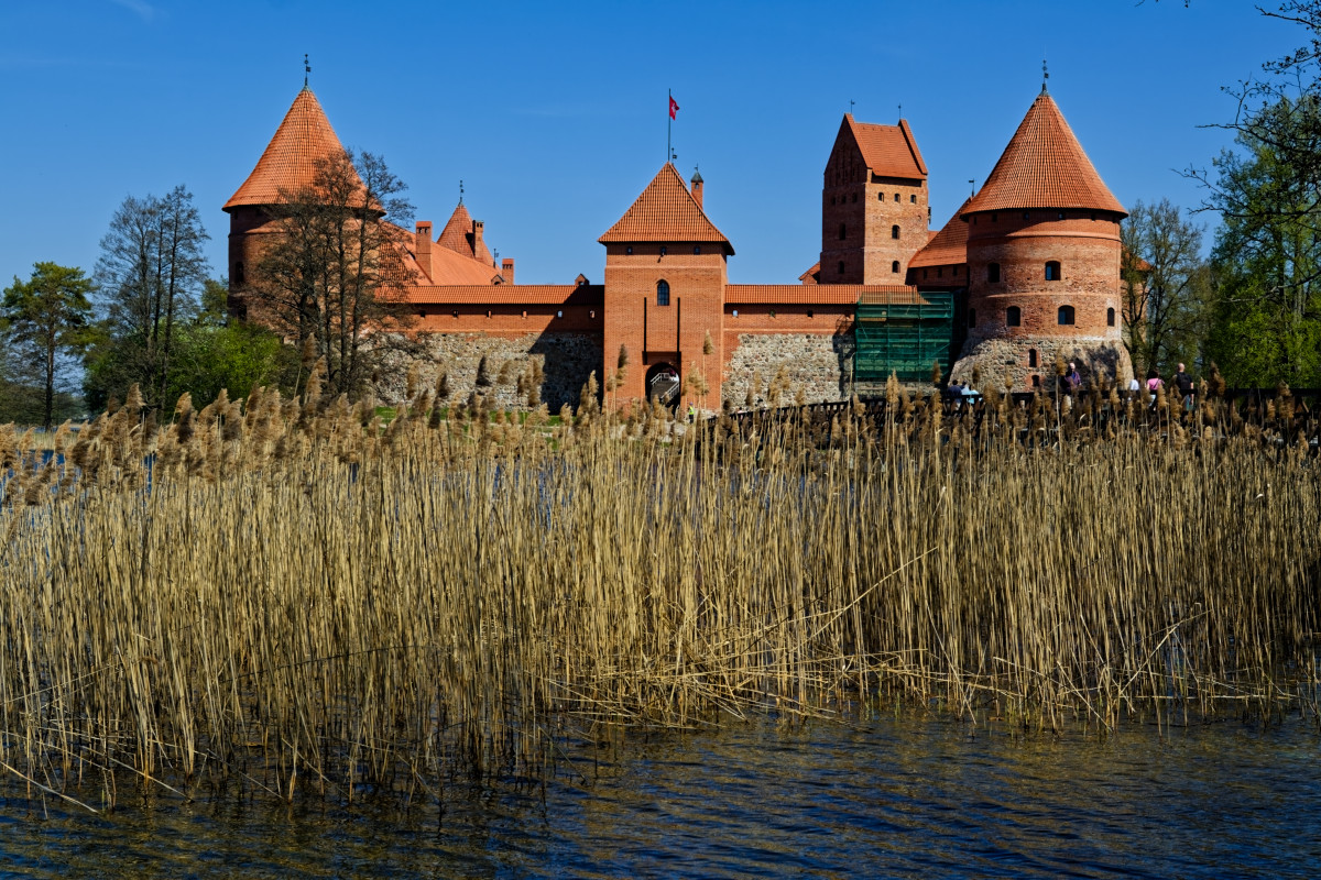 Trakai Reeds