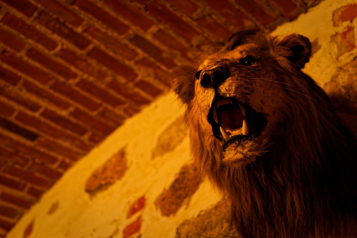 Trakai Lion