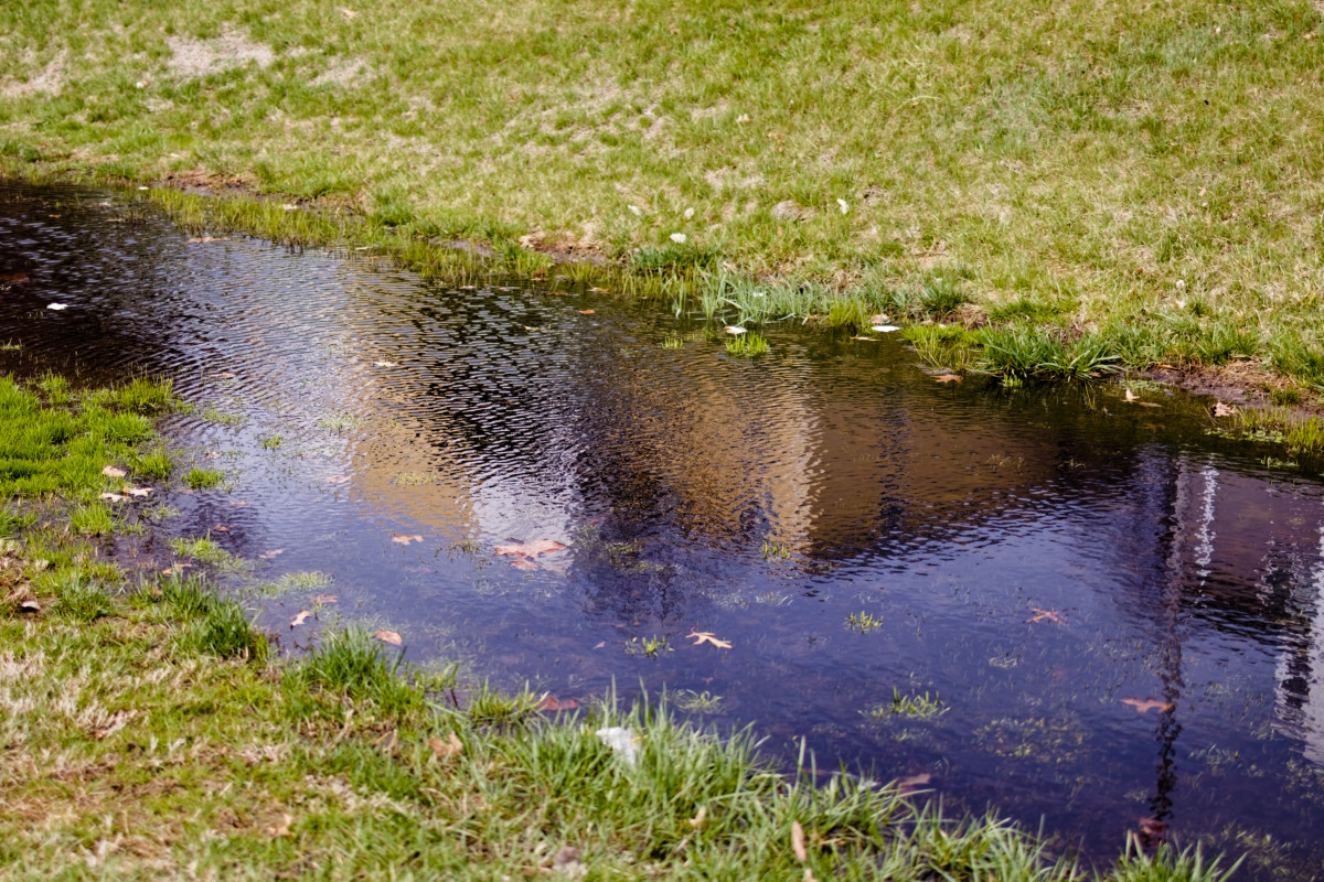 Puddle of Dreams