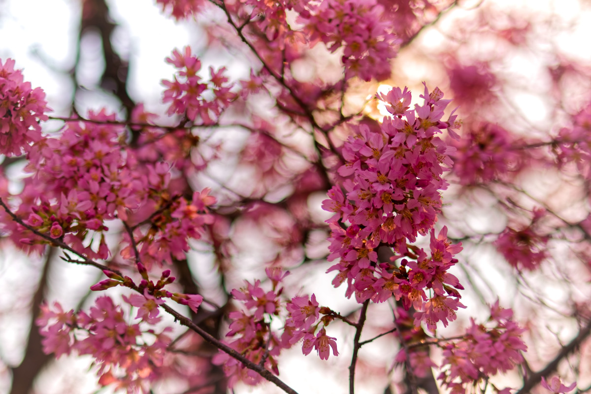 Shirlington Bloom