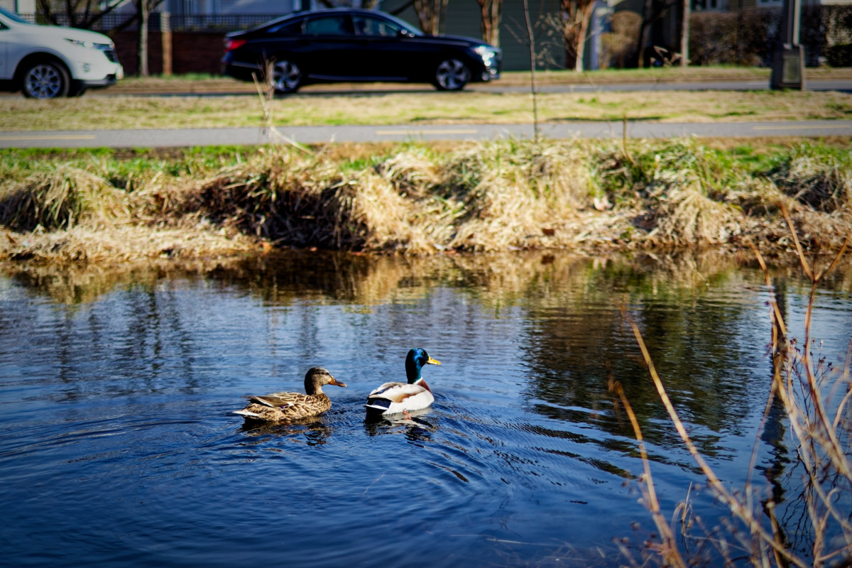 Duck Bros